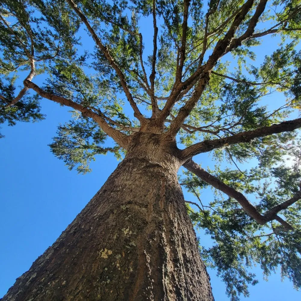 Trusted landscape design with custom design in Houston, TX by Valley Oak Tree Care