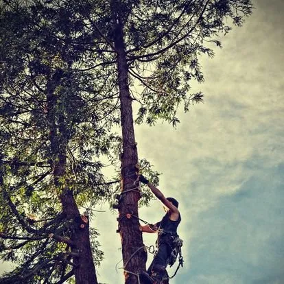 Trusted lawn care service for year-round maintenance across Houston, TX - Valley Oak Tree Care