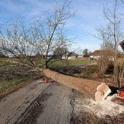 Expert yard cleanup service experts serving Houston, TX - Valley Oak Tree Care