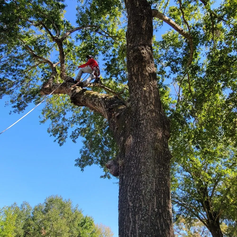 Professional garden landscaping experts serving Houston, TX - Valley Oak Tree Care