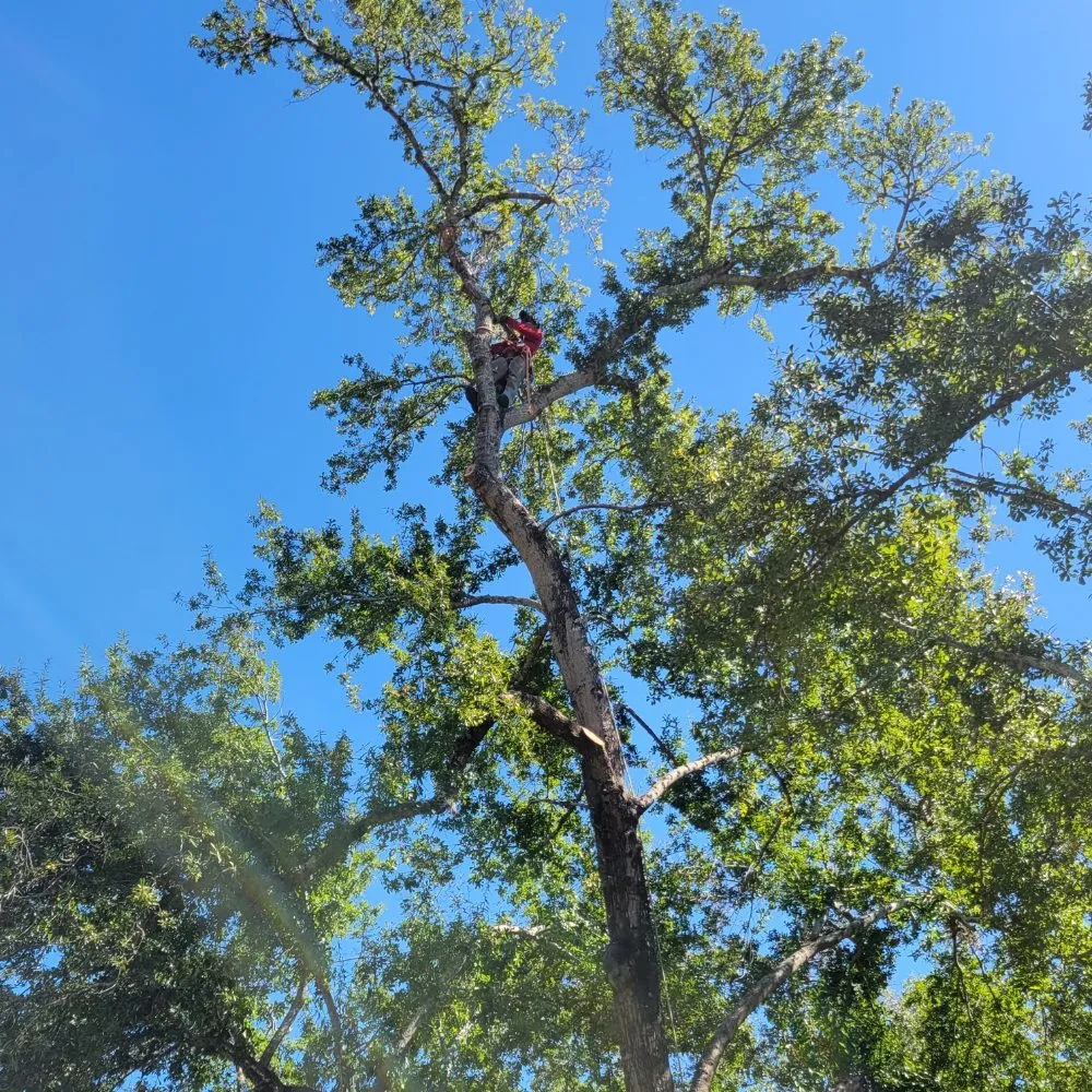 Reliable yard cleanup service near you across Houston, TX - Valley Oak Tree Care