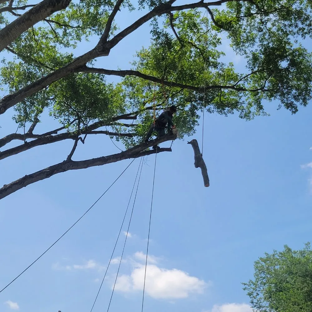 Professional yard maintenance in Houston, TX - Valley Oak Tree Care