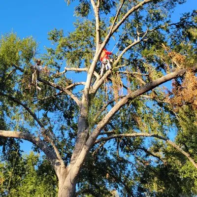 Valley Oak Tree Care Logo