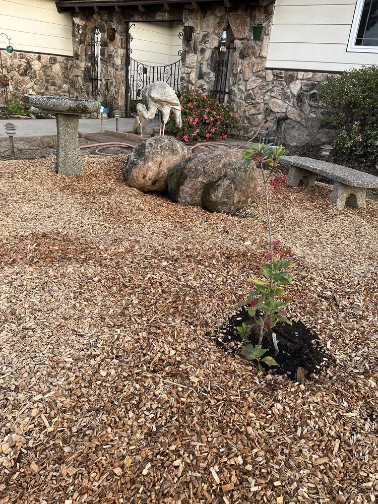 Professional yard cleanup service in Sacramento, CA - Valley Redwood