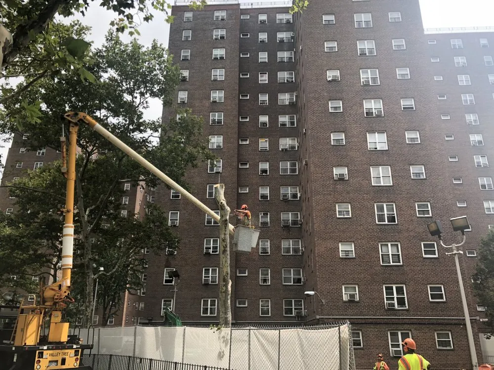 Local yard cleanup service in Long Beach, NY by Valley Tree & Landscape Service