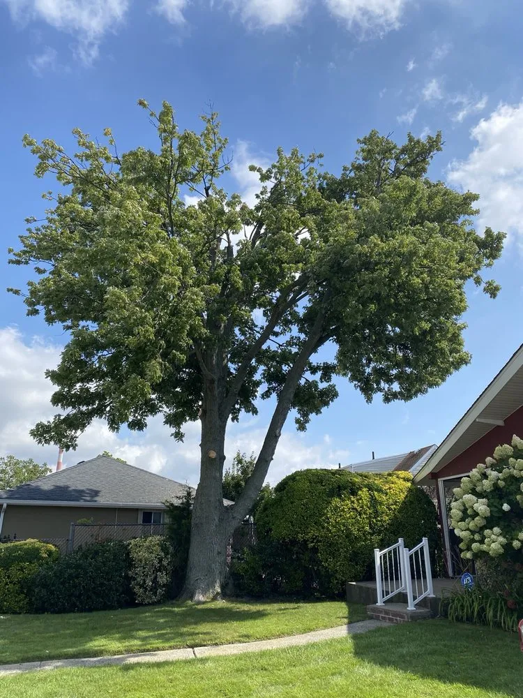 Affordable yard cleanup service experts serving Long Beach, NY - Valley Tree & Landscape Service