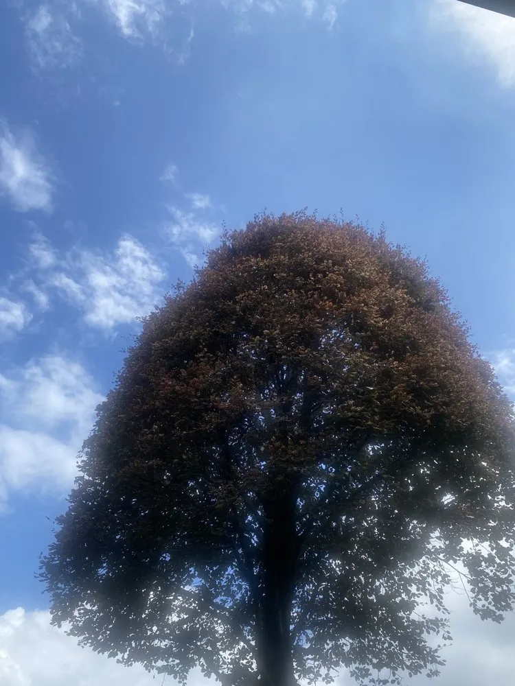 Top-rated yard maintenance in Long Beach, NY - Valley Tree & Landscape Service