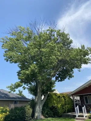 Valley Tree & Landscape Service