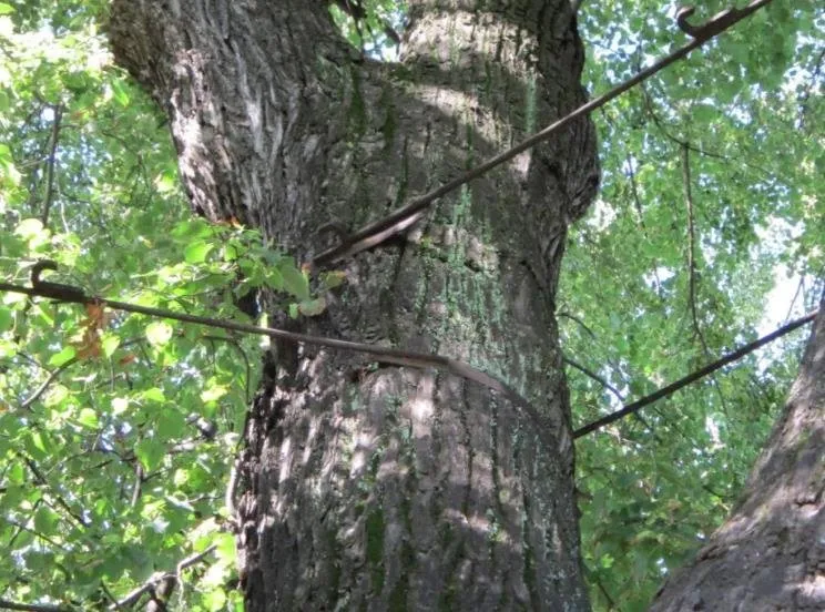 Trusted lawn care service for homes in Camden, NJ by Valley View