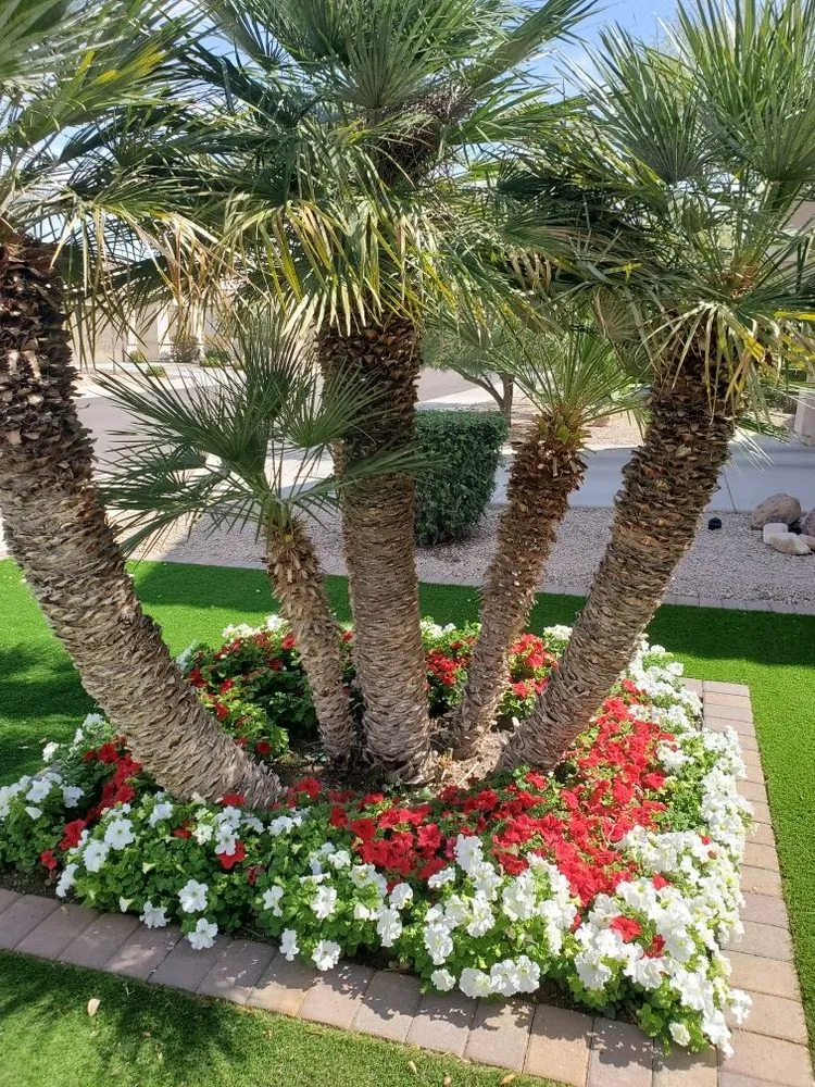 Affordable outdoor landscaping near you across Peoria, AZ - Valley Vista Landscape