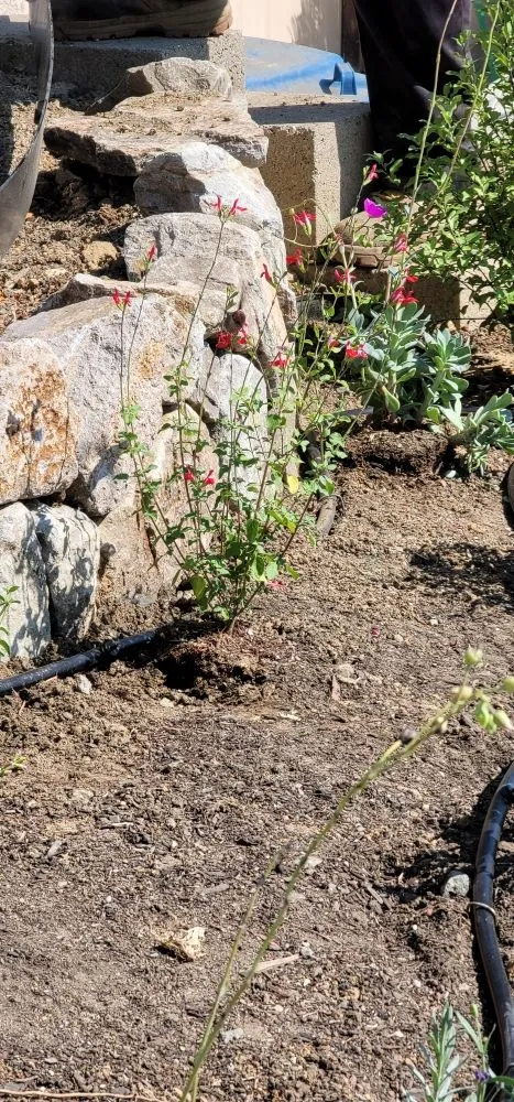 Custom landscape installation for year-round maintenance in San Francisco, CA by Valley Vista Landscaping