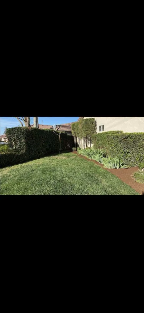 Professional yard cleanup service in Tulare, CA - Valley Wide Landscapes