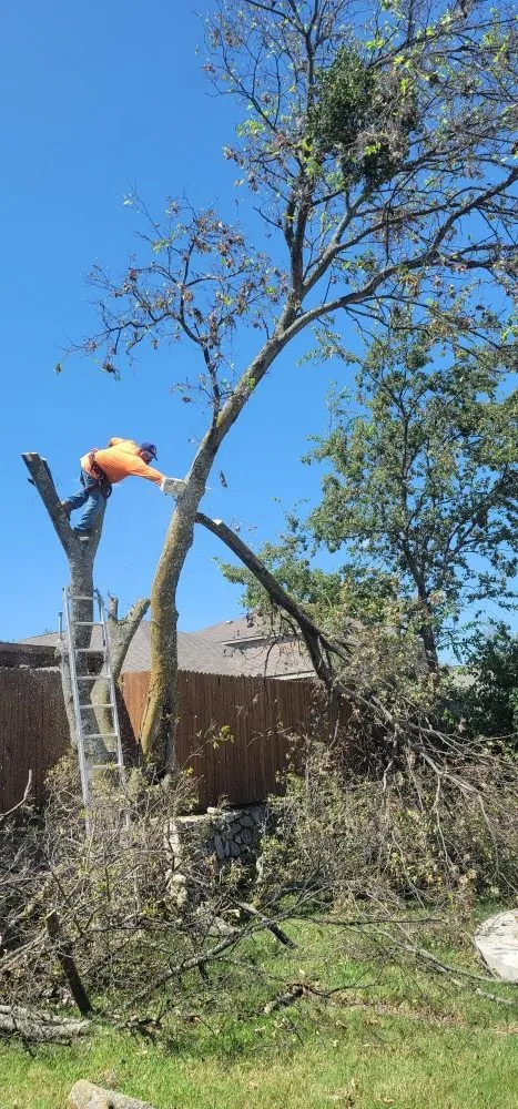 Trusted landscape design in Frisco, TX by Valley Wide Tree & Landscaping