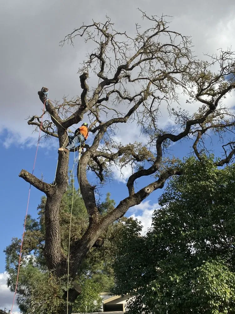 Professional lawn care service for residential properties in Santa Rosa, CA by Valley’s Landscaping