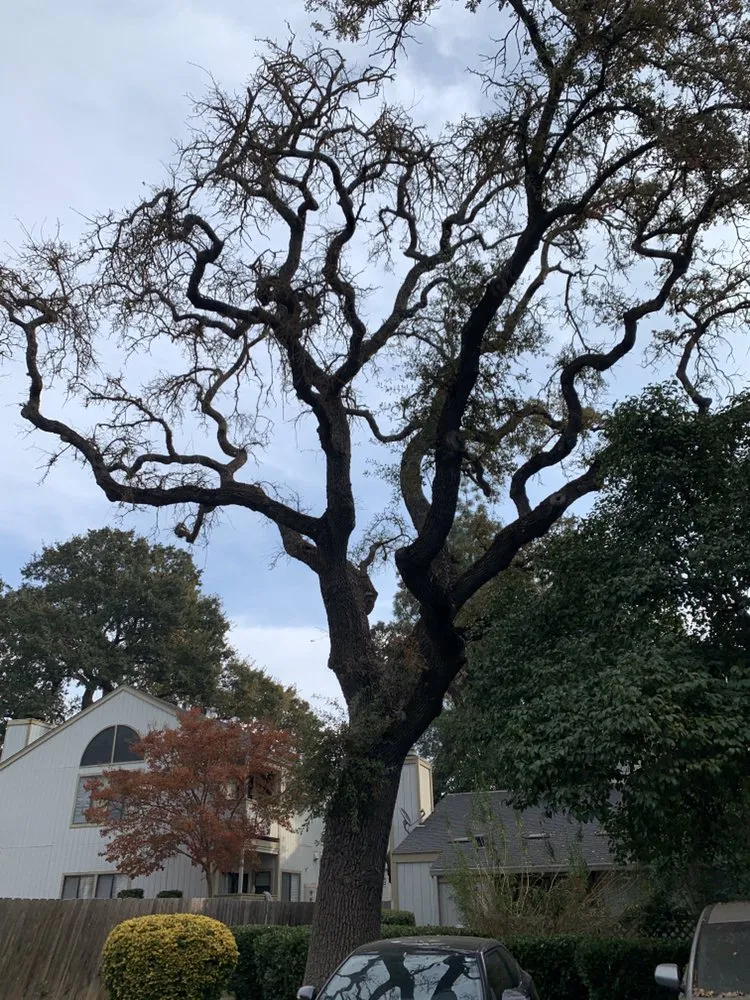 Reliable lawn care service in Santa Rosa, CA by Valley’s Landscaping