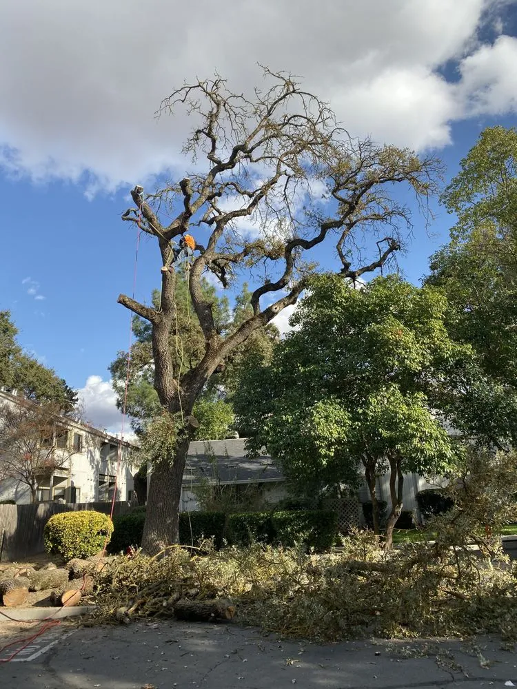 Custom lawn care service experts serving Santa Rosa, CA - Valley’s Landscaping