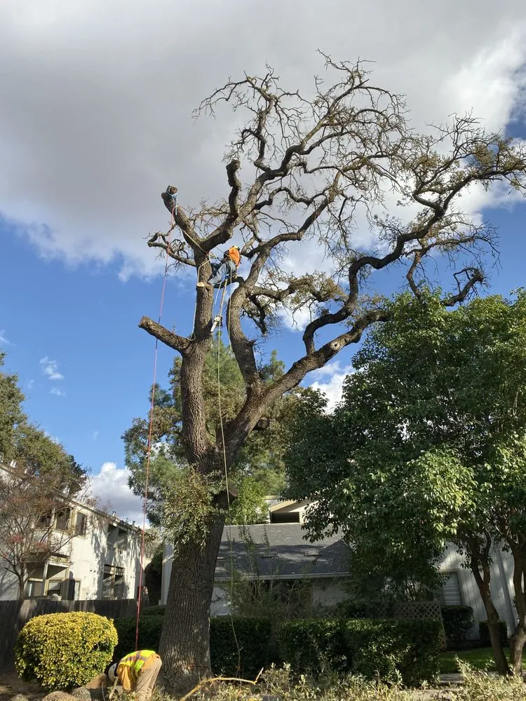 Top-rated outdoor landscaping for year-round maintenance across Santa Rosa, CA - Valley’s Landscaping