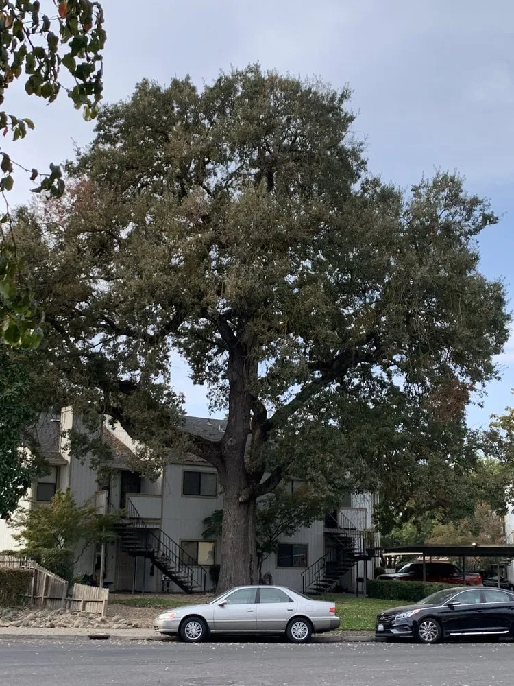 Trusted outdoor landscaping for year-round maintenance in Santa Rosa, CA by Valley’s Landscaping