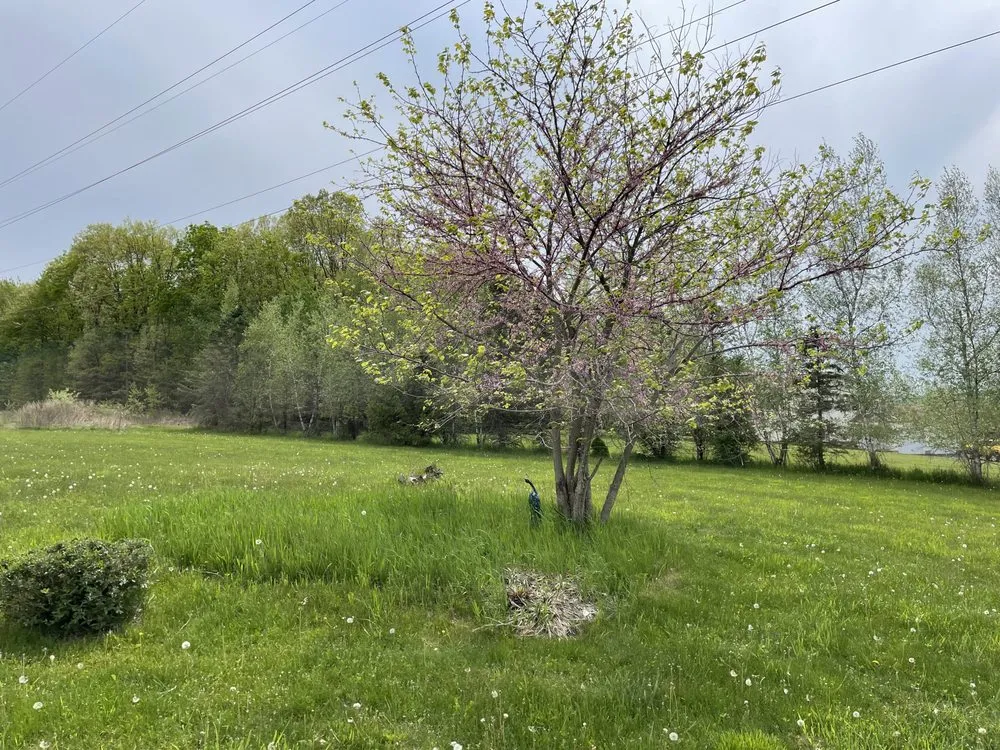 Top-rated yard cleanup service for year-round maintenance across Stroudsburg, PA - Valovich & Sons