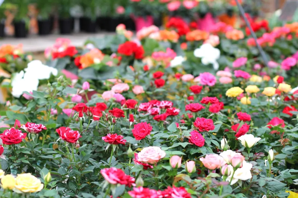 Custom outdoor landscaping experts serving Rochester, NY - Van Putte Gardens