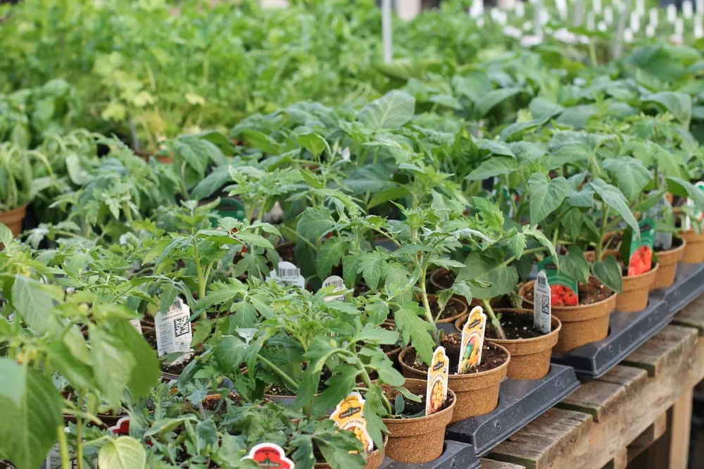 Local landscaping services in Rochester, NY by Van Putte Gardens