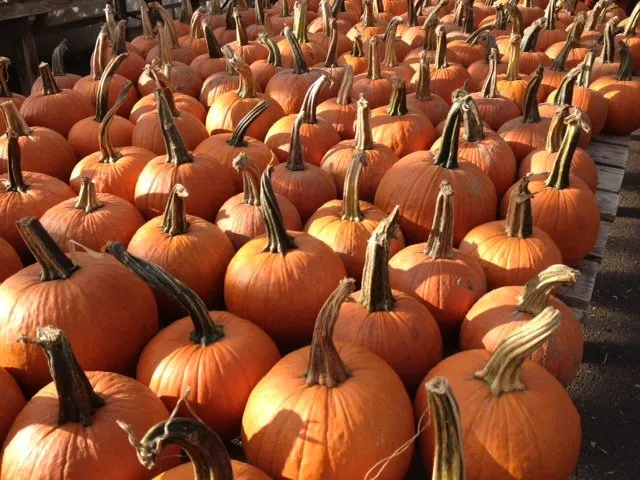 Custom yard cleanup service experts serving Rochester, NY - Van Putte Gardens