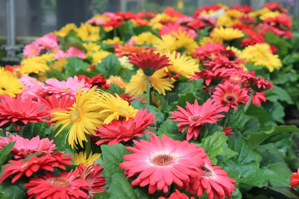 Custom landscaping services experts serving Rochester, NY - Van Putte Gardens