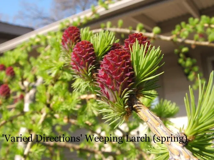 Affordable yard cleanup service for year-round maintenance across Appleton, WI - Van Zeeland Nursery & Landscape