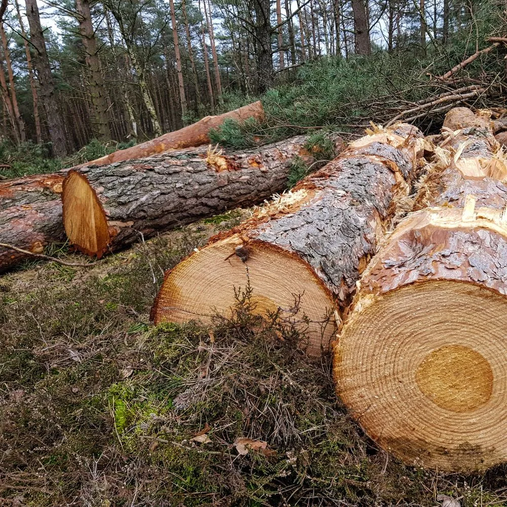 Top-rated yard cleanup service in Johnson City, TN - Vance's Improvements