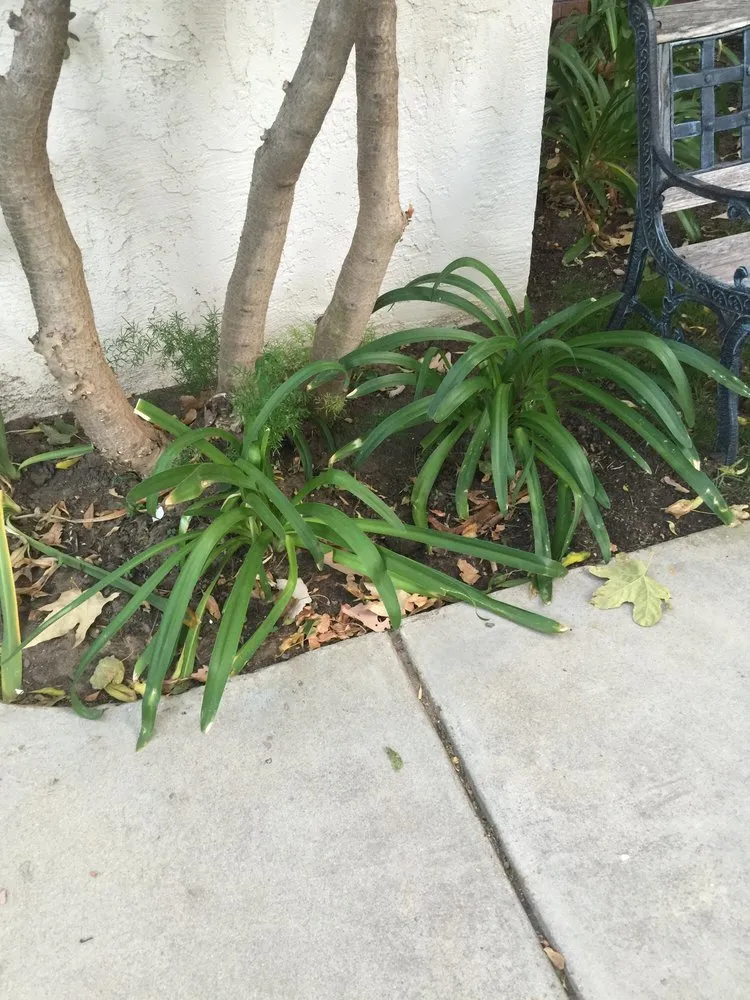 Expert lawn mowing service experts serving Ventura, CA - Vandergeest C J Landscape Care