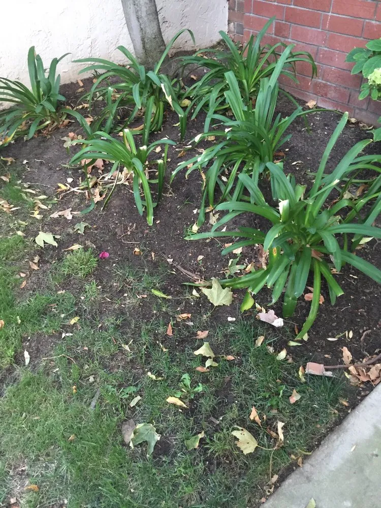 Affordable lawn care service in Ventura, CA by Vandergeest C J Landscape Care