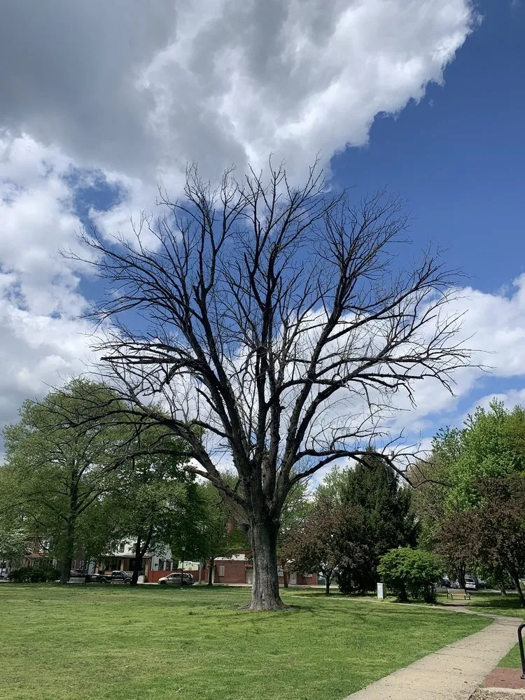 Reliable outdoor landscaping in Trenton, NJ by Vanegas Outdoor