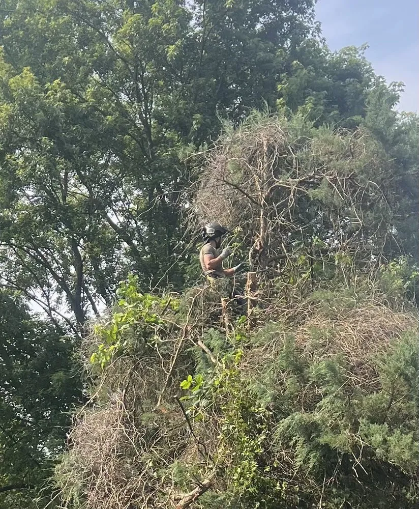 Local yard cleanup service for year-round maintenance across Trenton, NJ - Vanegas Outdoor