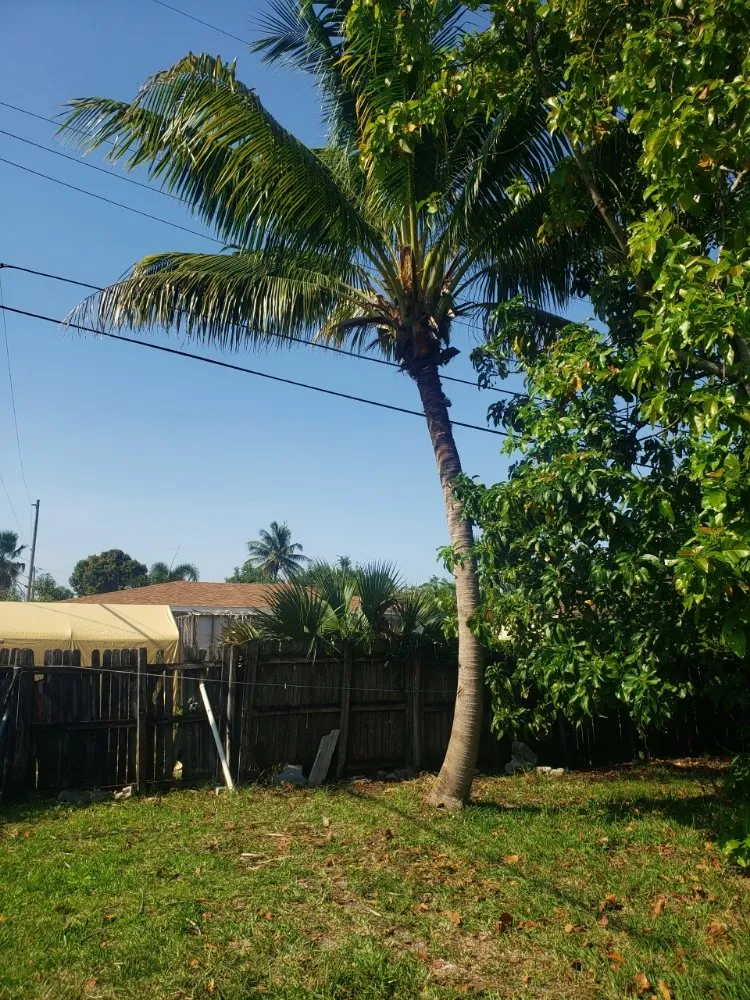 Expert residential landscaping in Hallandale Beach, FL by Vanessa Umana