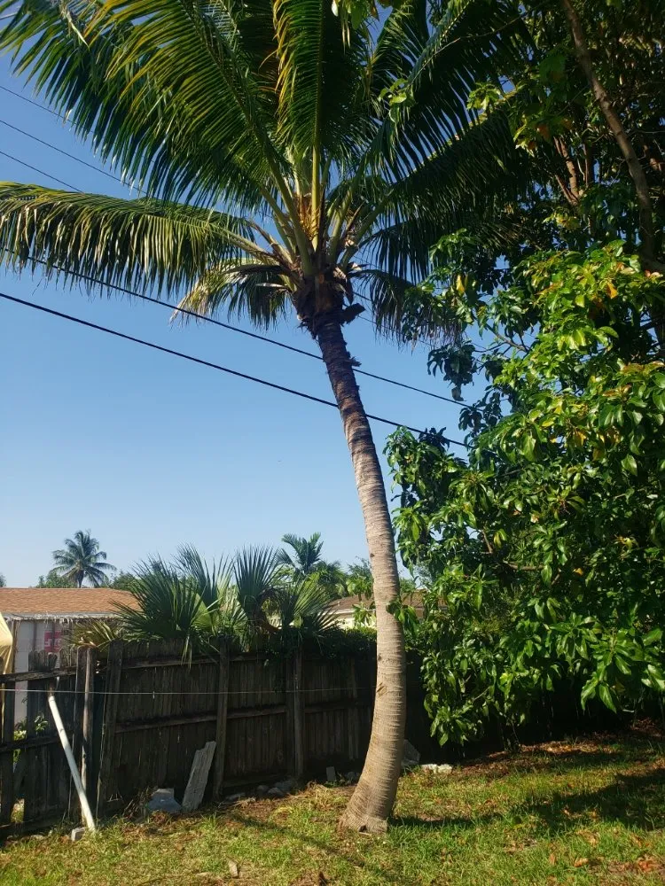 Reliable landscape design in Hallandale Beach, FL by Vanessa Umana