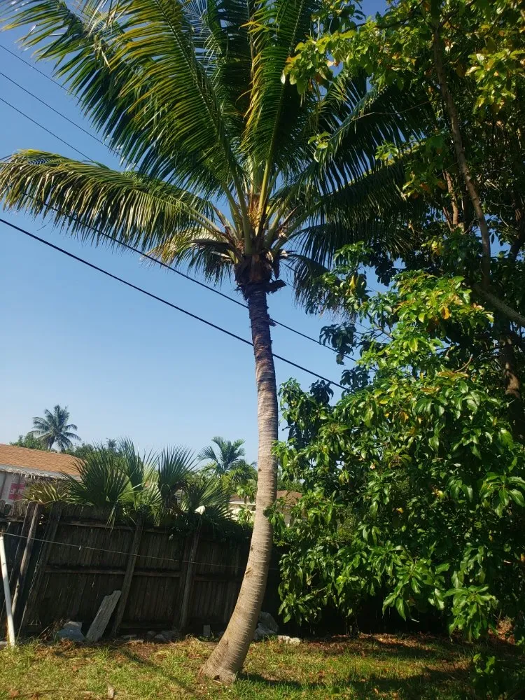 Affordable residential landscaping for year-round maintenance across Hallandale Beach, FL - Vanessa Umana