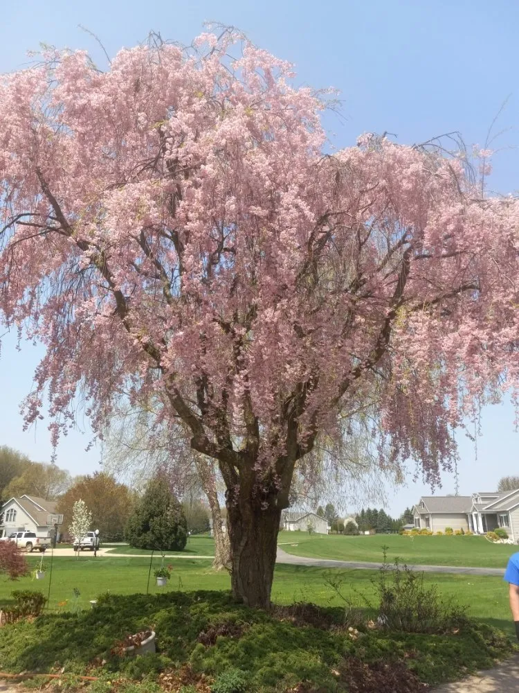 Expert lawn care service in Holton, MI - Vankampens Qualityscaping