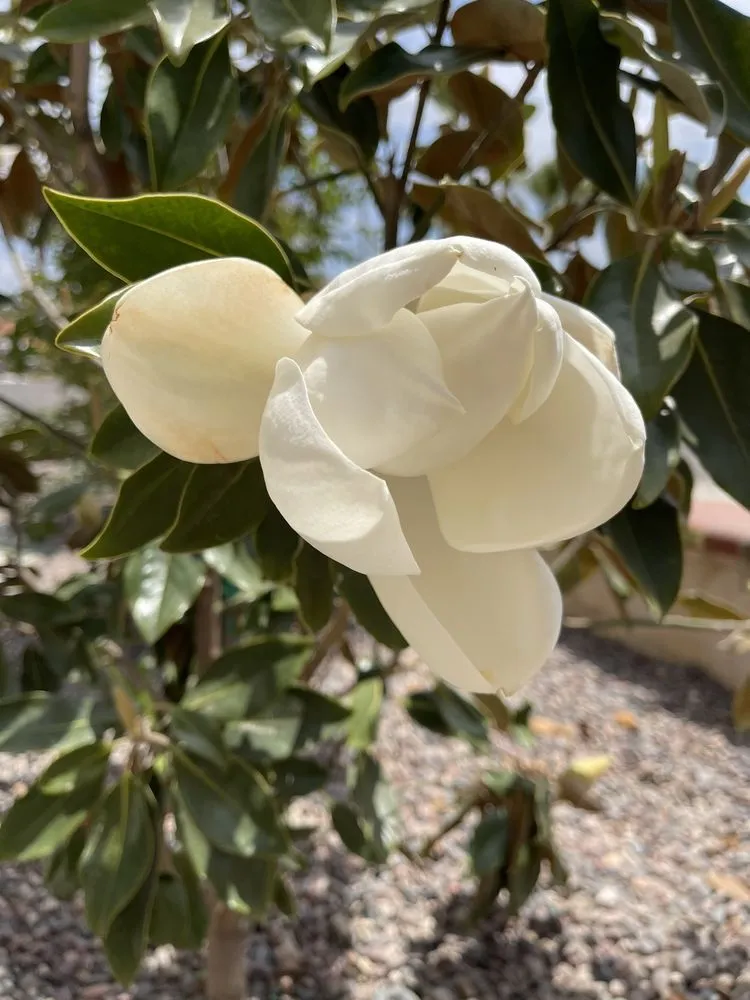 Local outdoor landscaping in East Hemet, CA - Van's Landscape Construction