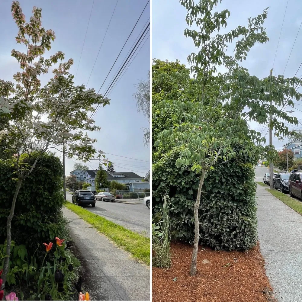 Local outdoor landscaping for beautiful yards across Seattle, WA - Van's Landscape