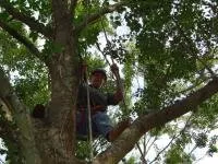 Trusted outdoor landscaping experts serving Charleston, SC - Van's Tree Service