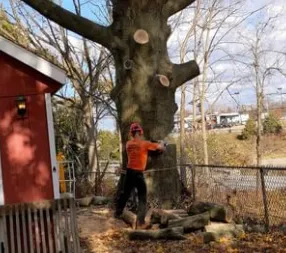 Expert residential landscaping near you across Charleston, SC - Van's Tree Service