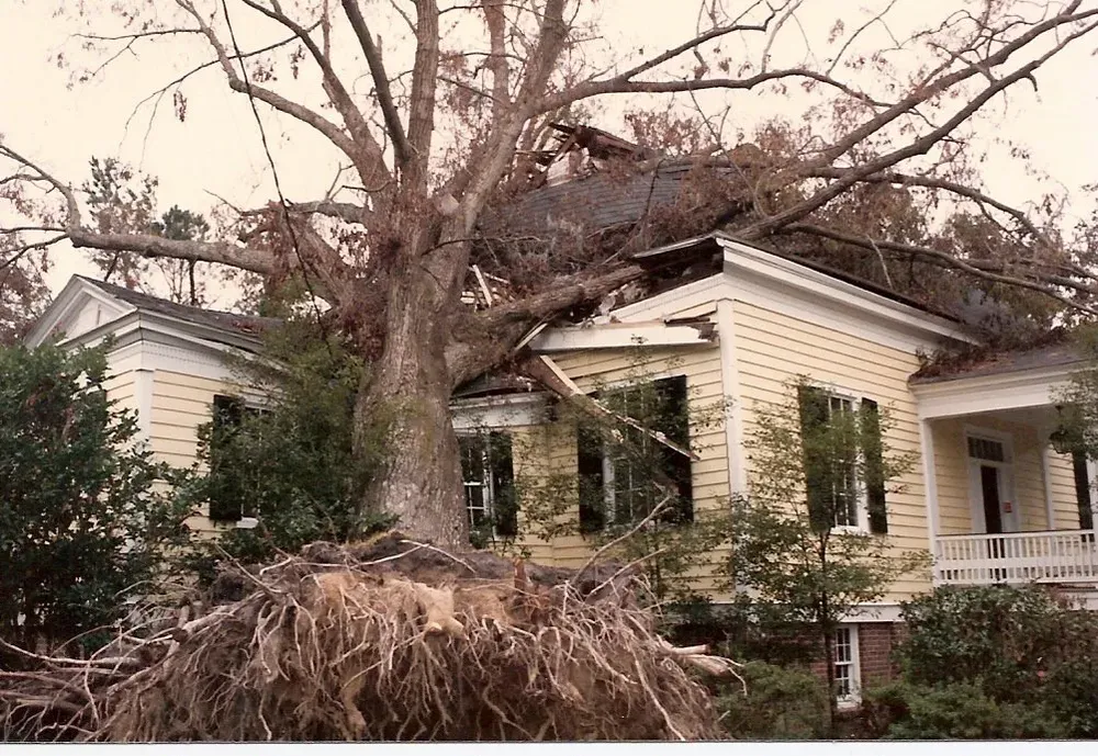 Custom landscaping services for beautiful yards in Charleston, SC by Van's Tree Service