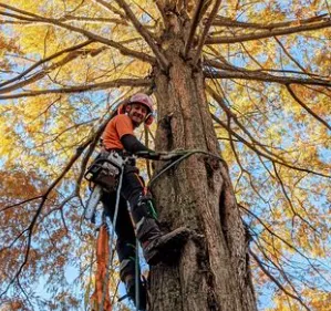 Custom landscaping services in Charleston, SC - Van's Tree Service