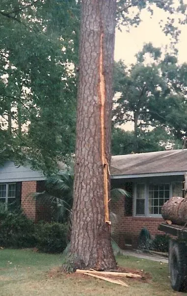 Trusted yard cleanup service for year-round maintenance in Charleston, SC by Van's Tree Service