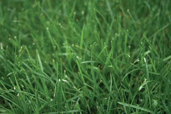 Expert landscaping services for outdoor upgrades in Monmouth, IL by Vanvleets Clean Cut Lawn Care