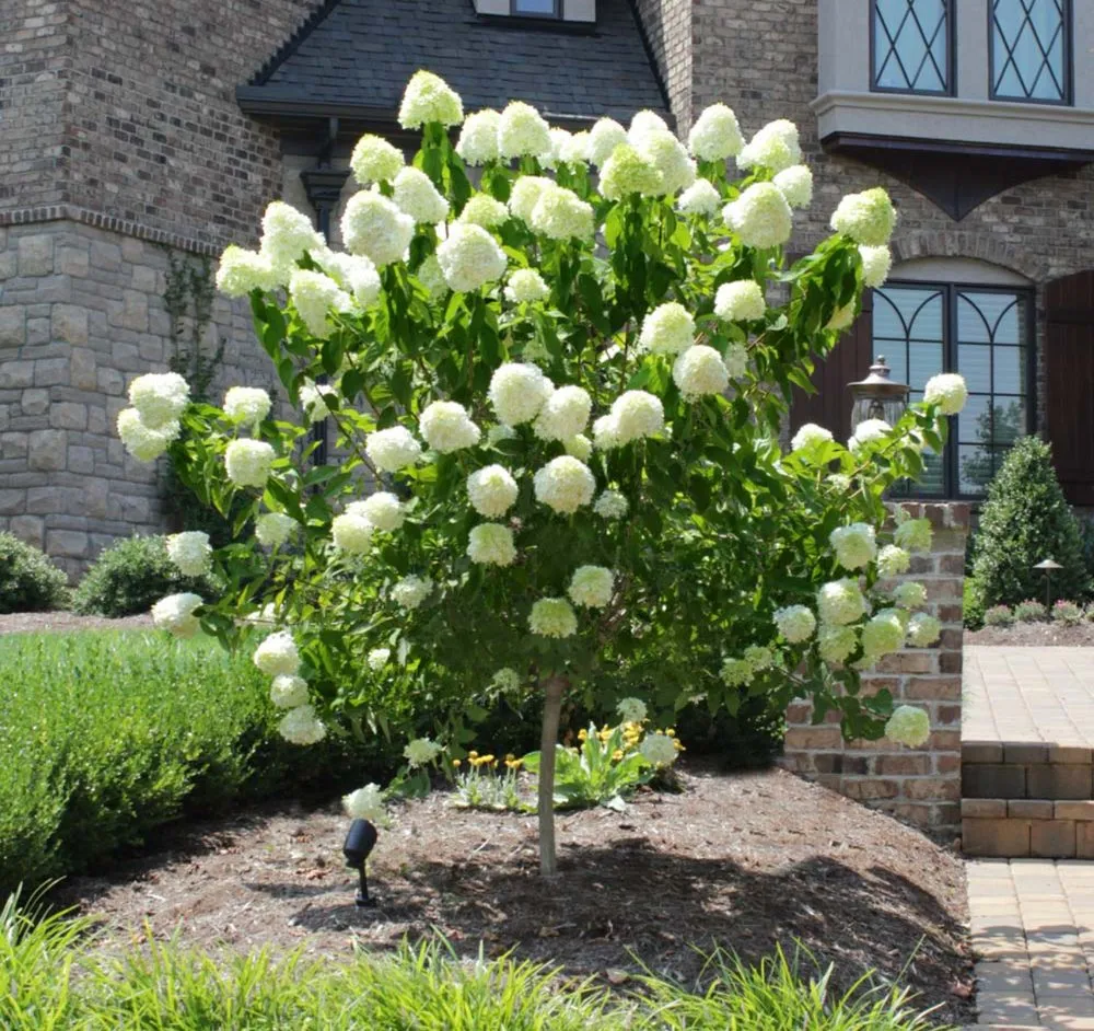 Professional lawn mowing service in Griffin, GA - Varela's Landscaping