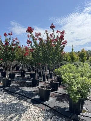 Varela's Landscaping