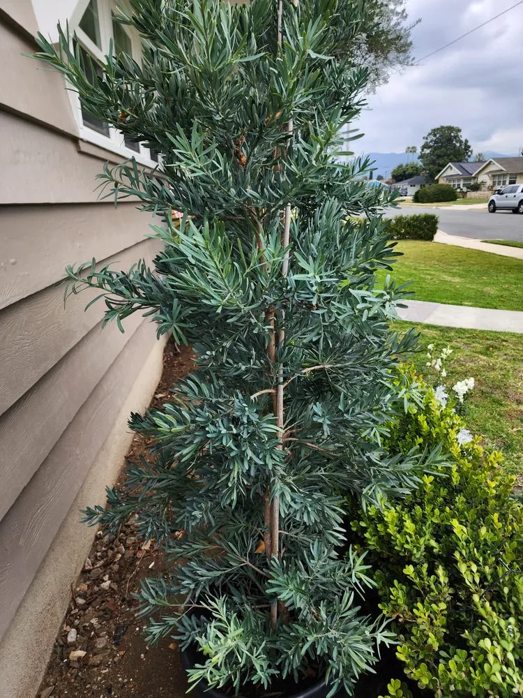 Affordable yard maintenance for outdoor upgrades across Covina, CA - Vargas Landscape