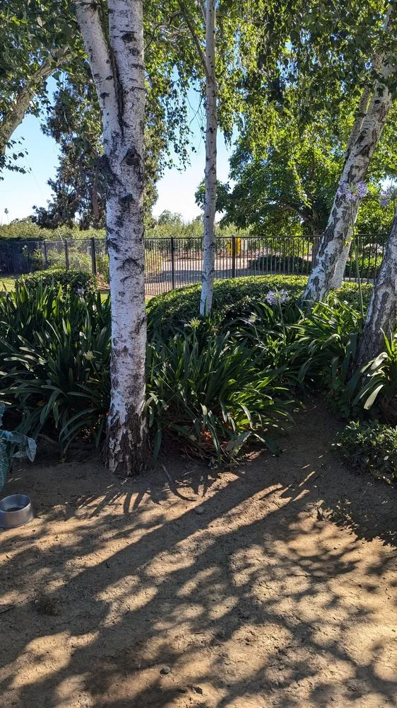 Affordable yard cleanup service experts serving Sutter, CA - Vargas Landscape