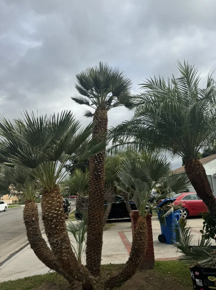 Local garden landscaping in Compton, CA - Vargas Landscaping